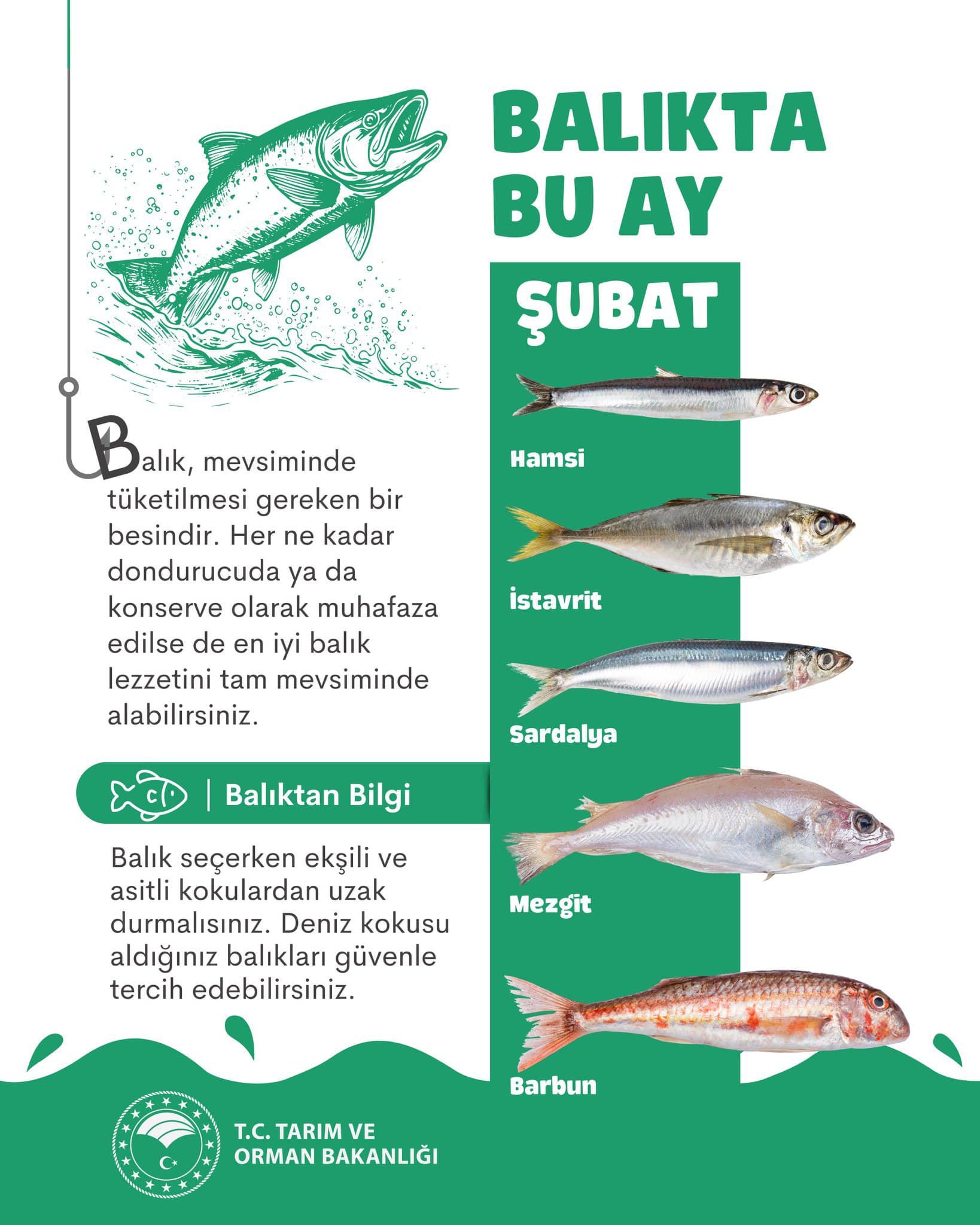 Hangi Balık Hangi Ay Da Tüketilme