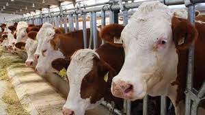 Kırsalda Bereket, Hayvancılığa Destek Projesi Başladı-1