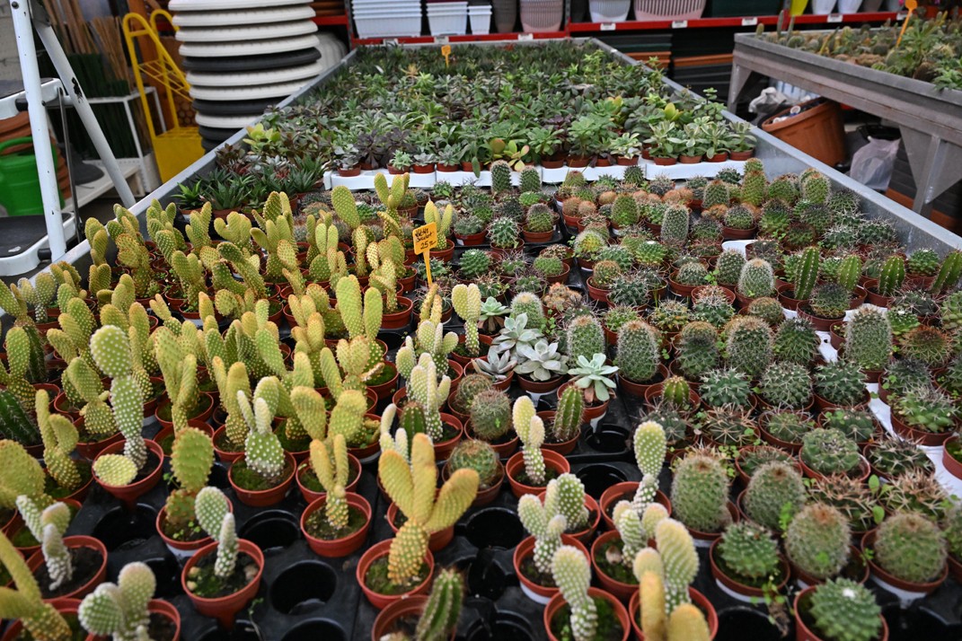 Bahçeleri̇ Renklendi̇rmeni̇n Zamani