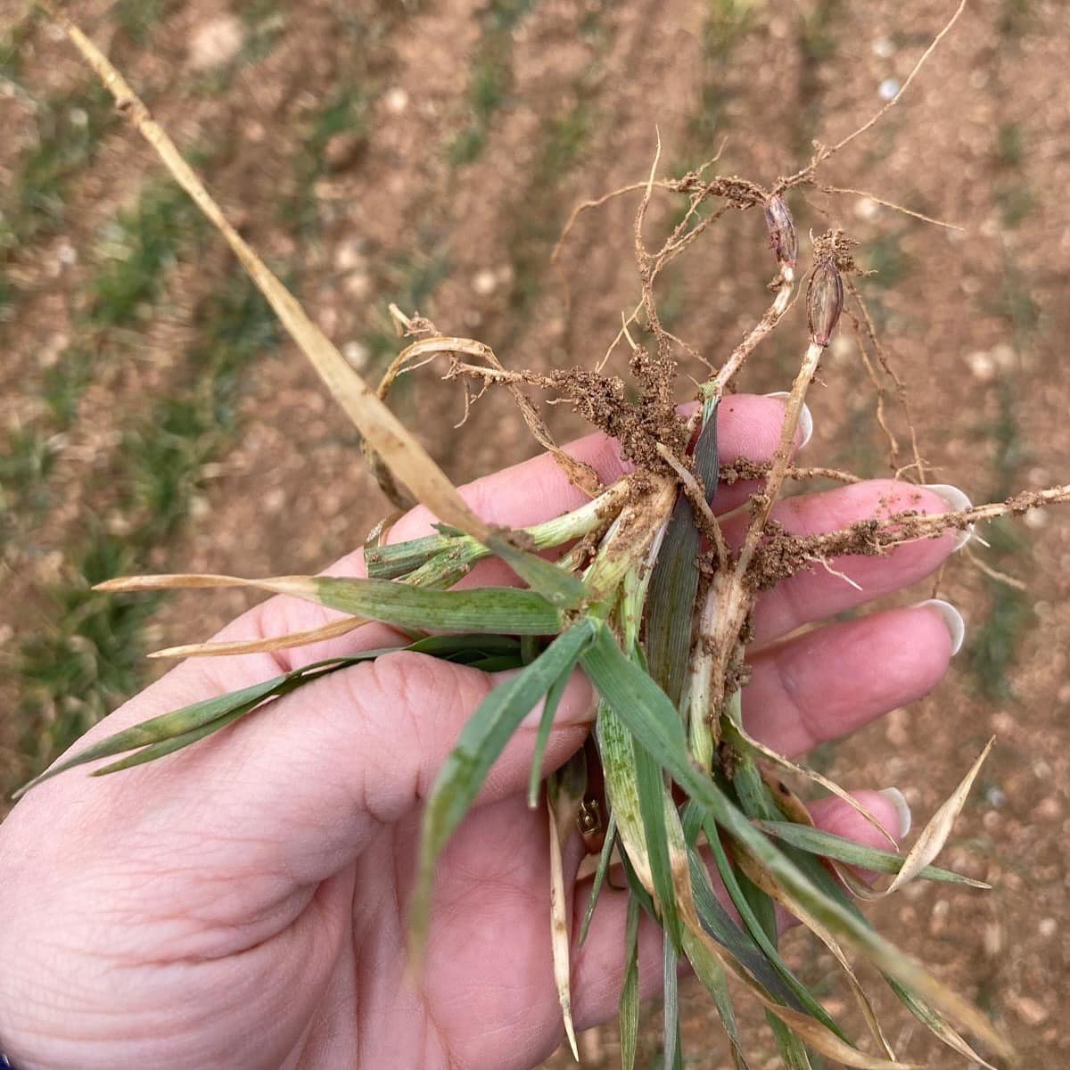 Bakan Yumaklı’nın Aşı Kampanyası Cevapsız Kalmadı… 2