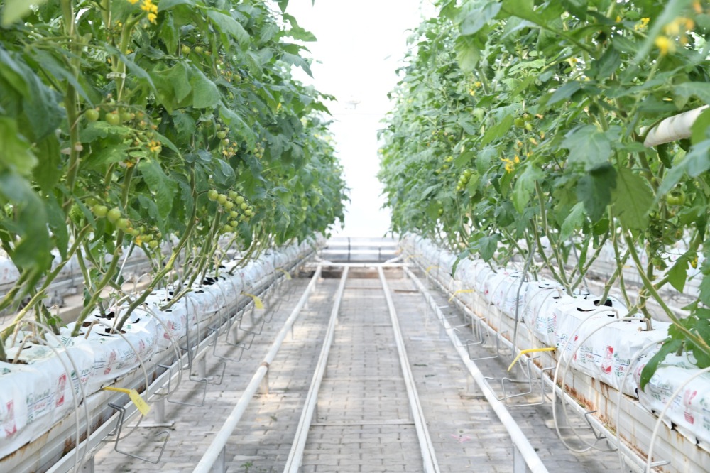 Kaeü’nün Ar Ge Serasında Çevre Dostu Ve Sürdürülebilir Isıtma Sistemi Devrede1