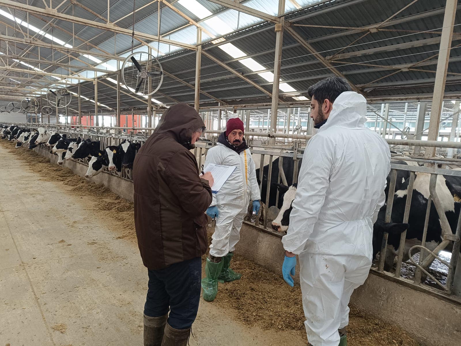 Kırşehir’de Hayvan Hastalıkları Kapsamında Testler Yapılıyor