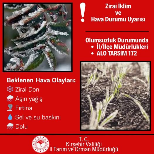 Ziraidon