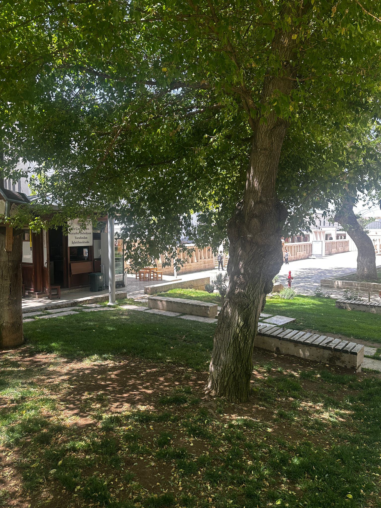 Ahi Evran Camii Çevresindeki Böcek Sorunu Vatandaşları Rahatsız Ediyor