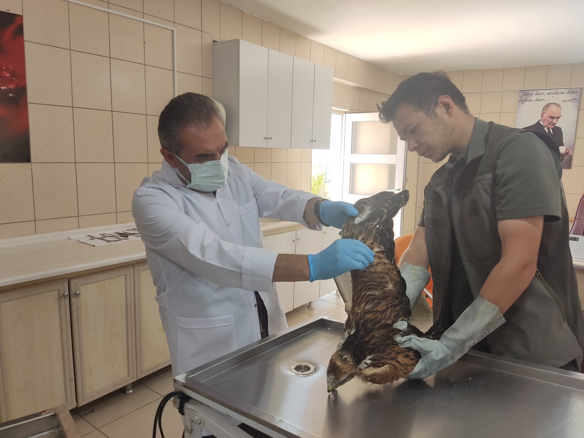 Kırşehir Karahıdır’da Şahin Seferberliği 2