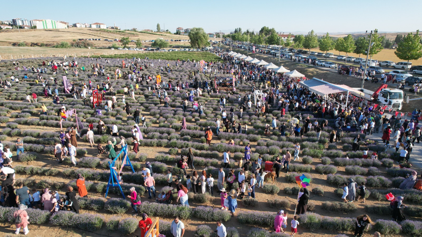 Kırşehir’de Mor Hasat Coşkusu