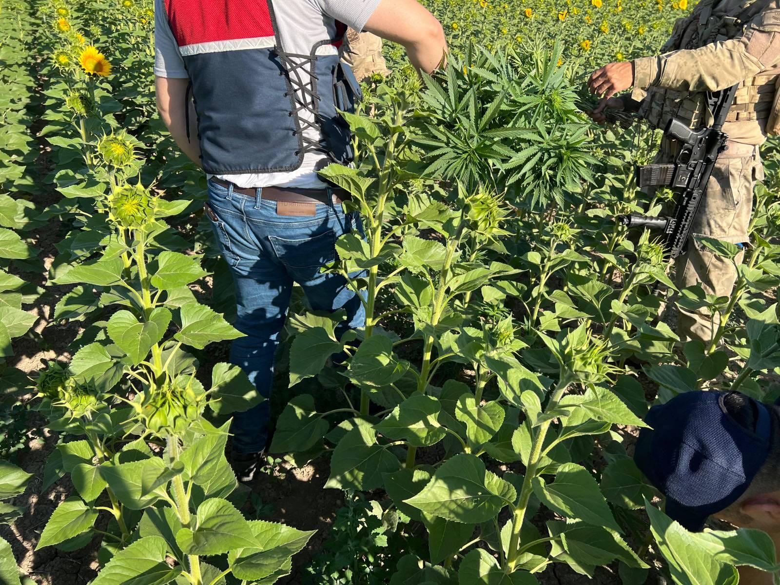 Kırşehir'de Uyuşturucuya Geçit Yok428 Kök Kenevir Ele Geçirildi2