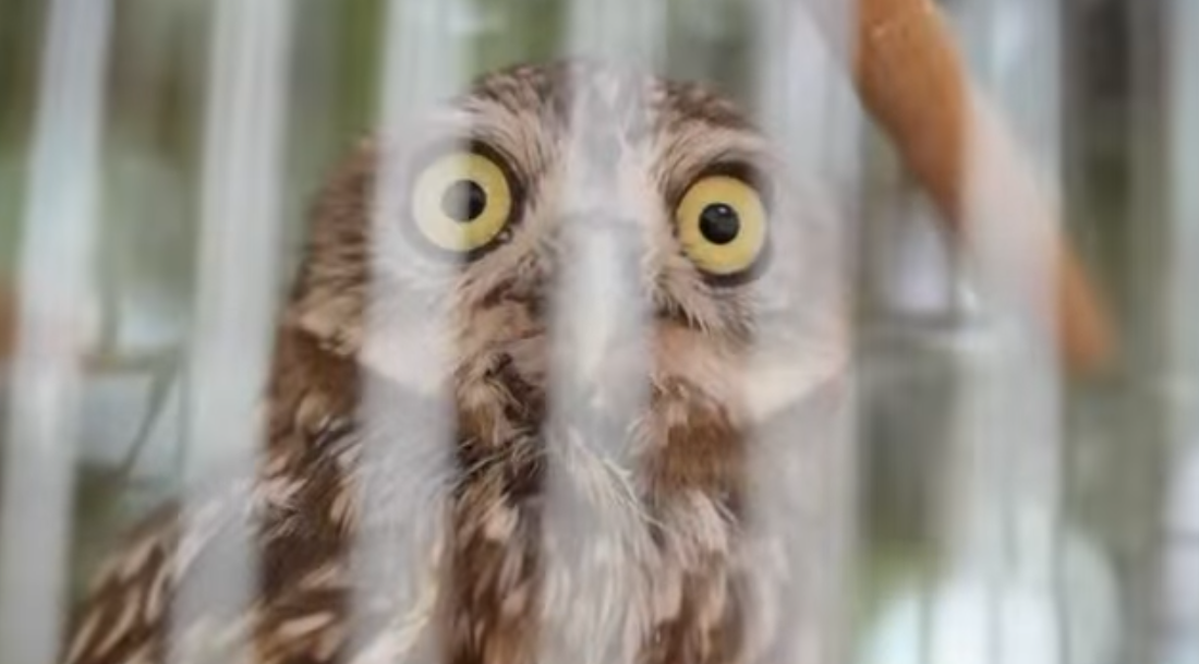 Kırşehir’de 25 Sessiz Can Doğaya Kazandırıldı1