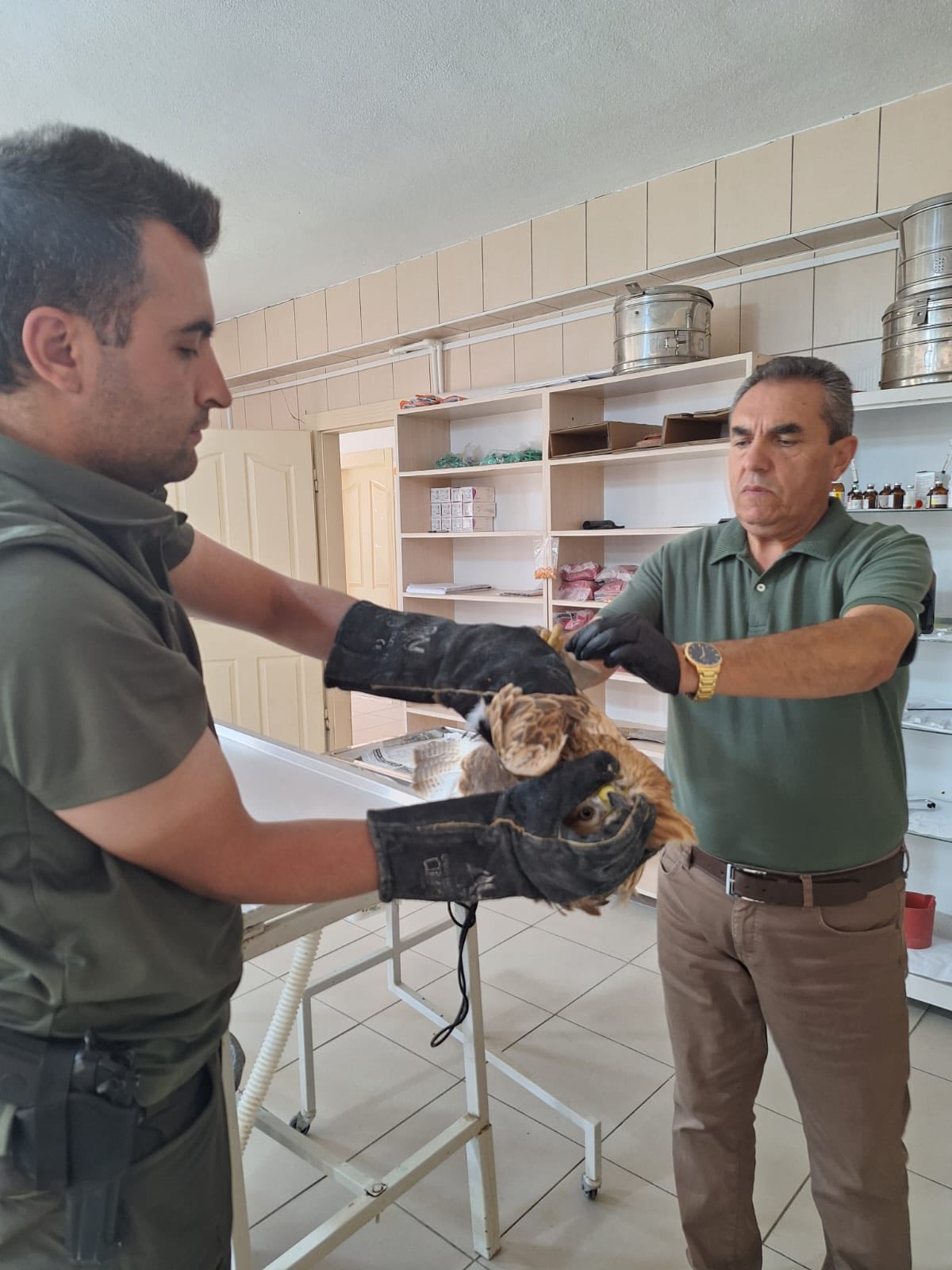 Kırşehir’de Örnek Müdahale… Yaralı Kızıl Şahin Tedavi Altına Alındı1