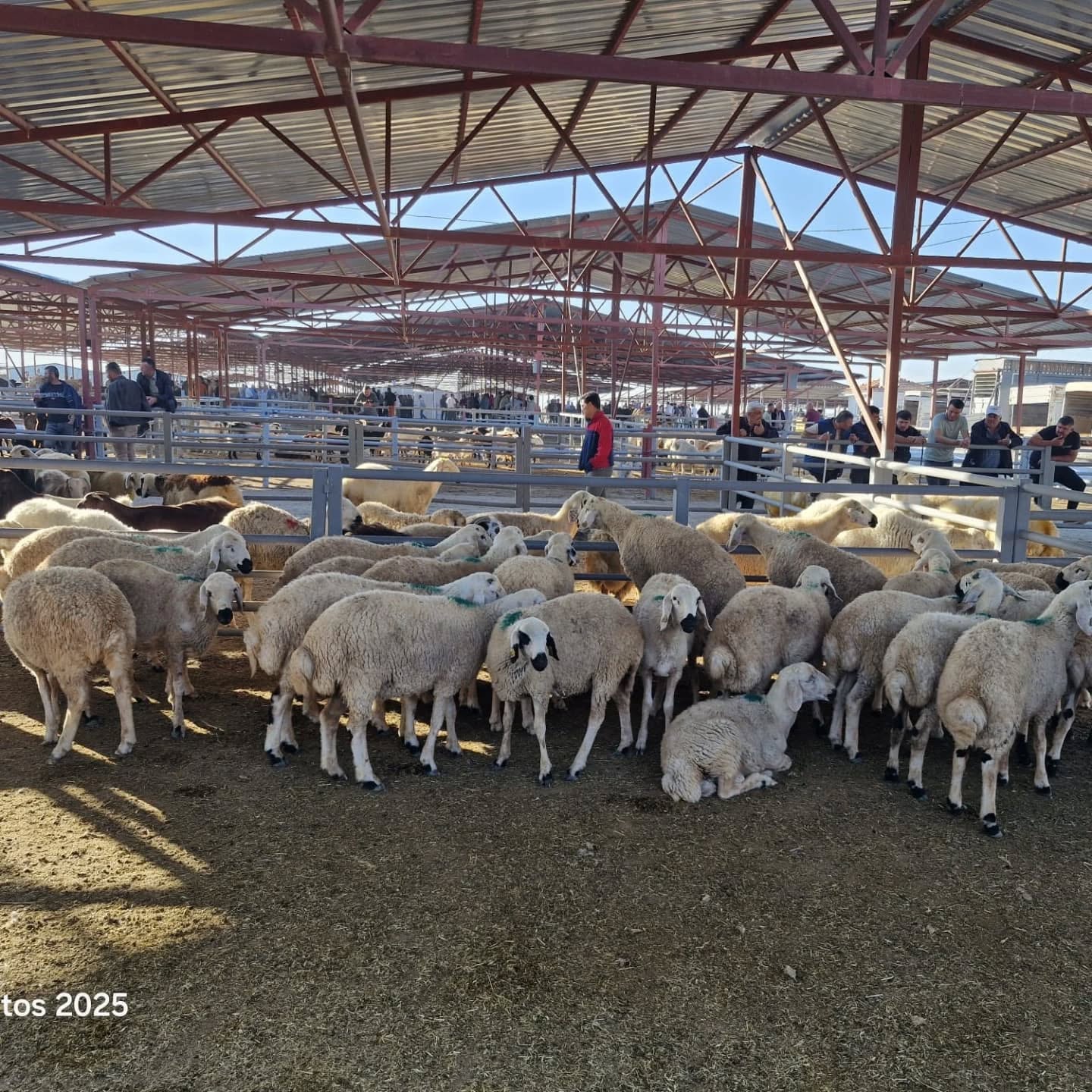 Canlı Hayvan Pazarı Yeniden Hizmete Açıldı.4