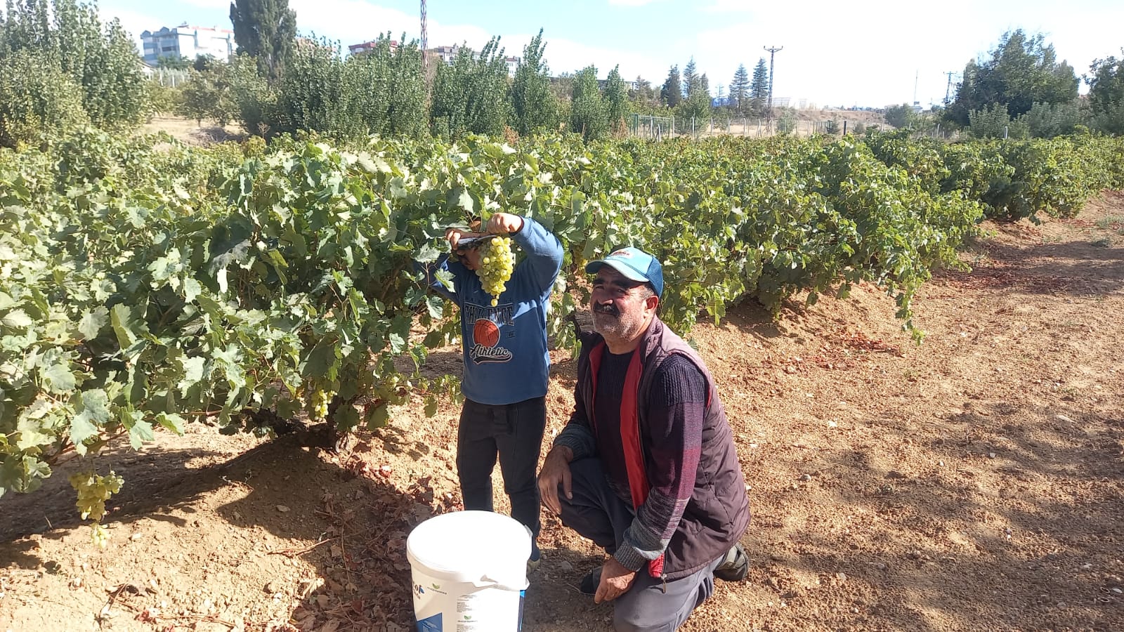 Kırşehir’de Bağ Bozumu Başladı5
