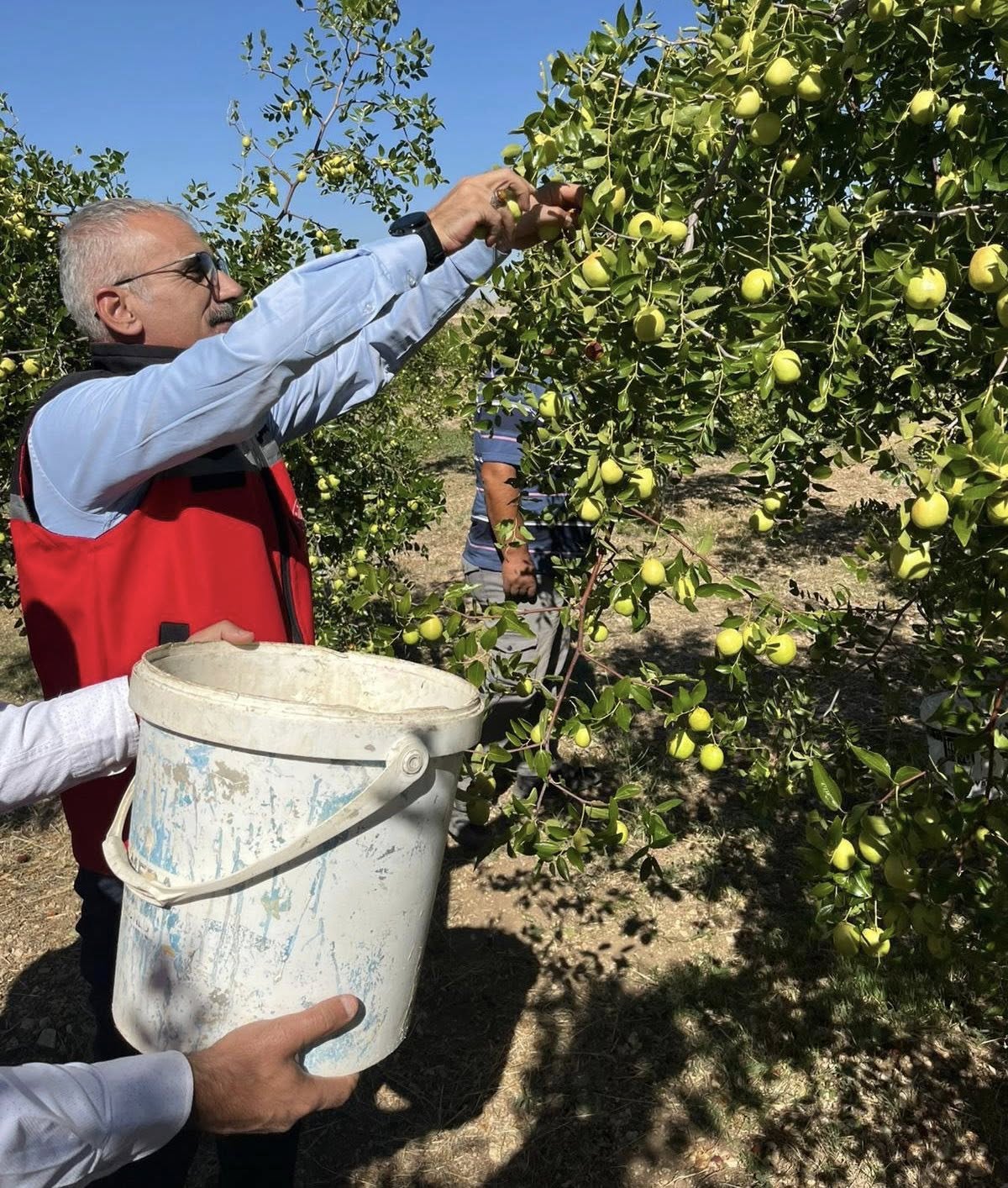 Kırşehir’de Hünnap Bahçesinde Hasat Başladı!1