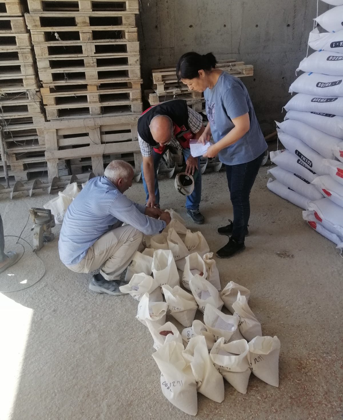 Kırşehir’de Sertifikalı Tohum Numune Alımları Gerçekleştirildi. 2