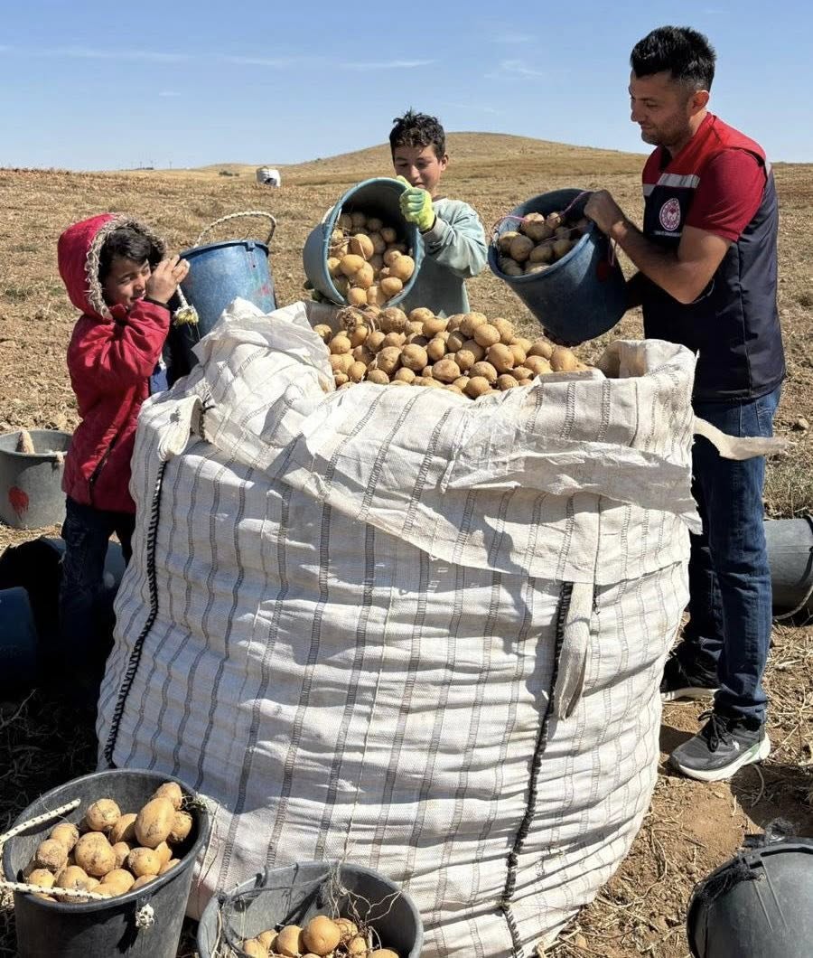 Mucur İlçemi̇zde Patates Hasadi Gerçekleşti̇ri̇ldi̇