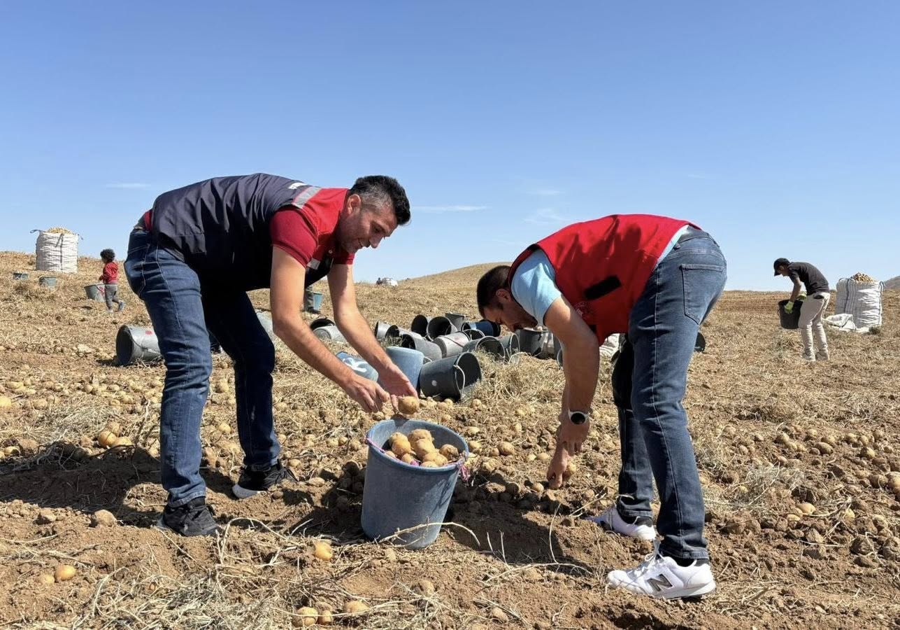 Mucur İlçemi̇zde Patates Hasadi Gerçekleşti̇ri̇ldi̇3