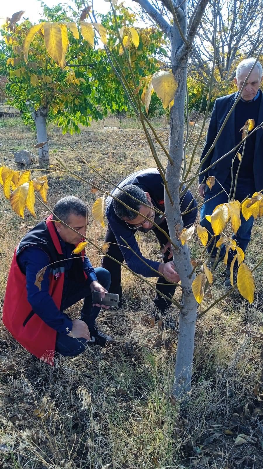 Kırşehir'de Ceviz Üreticilerine Hastalık Ve Zararlılar Eğitimi