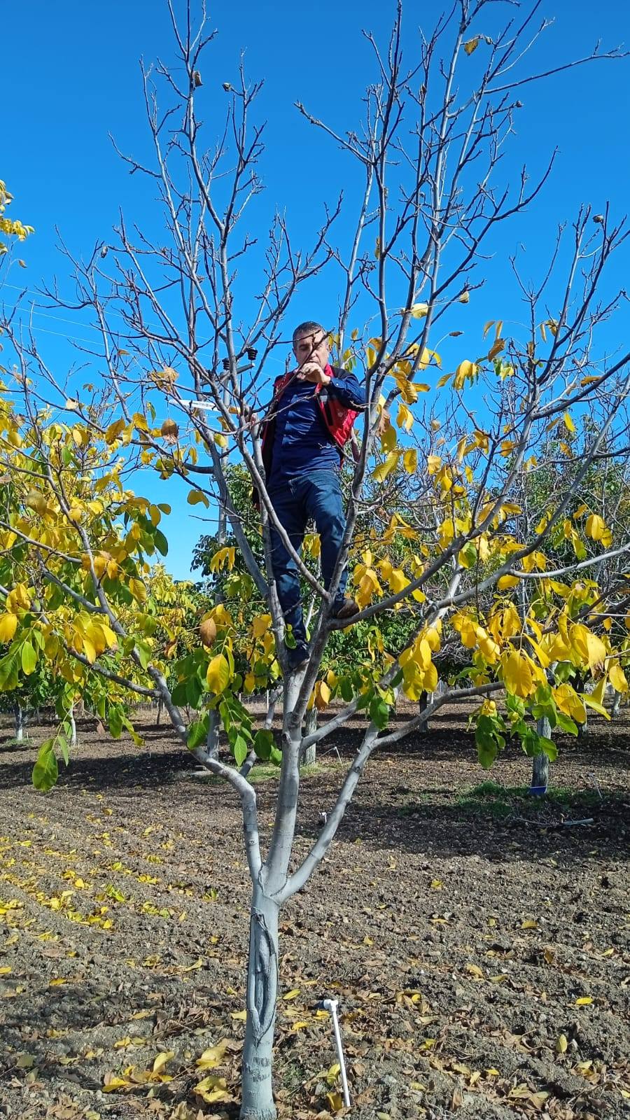 Kırşehir'de Ceviz Üreticilerine Hastalık Ve Zararlılar Eğitimi3