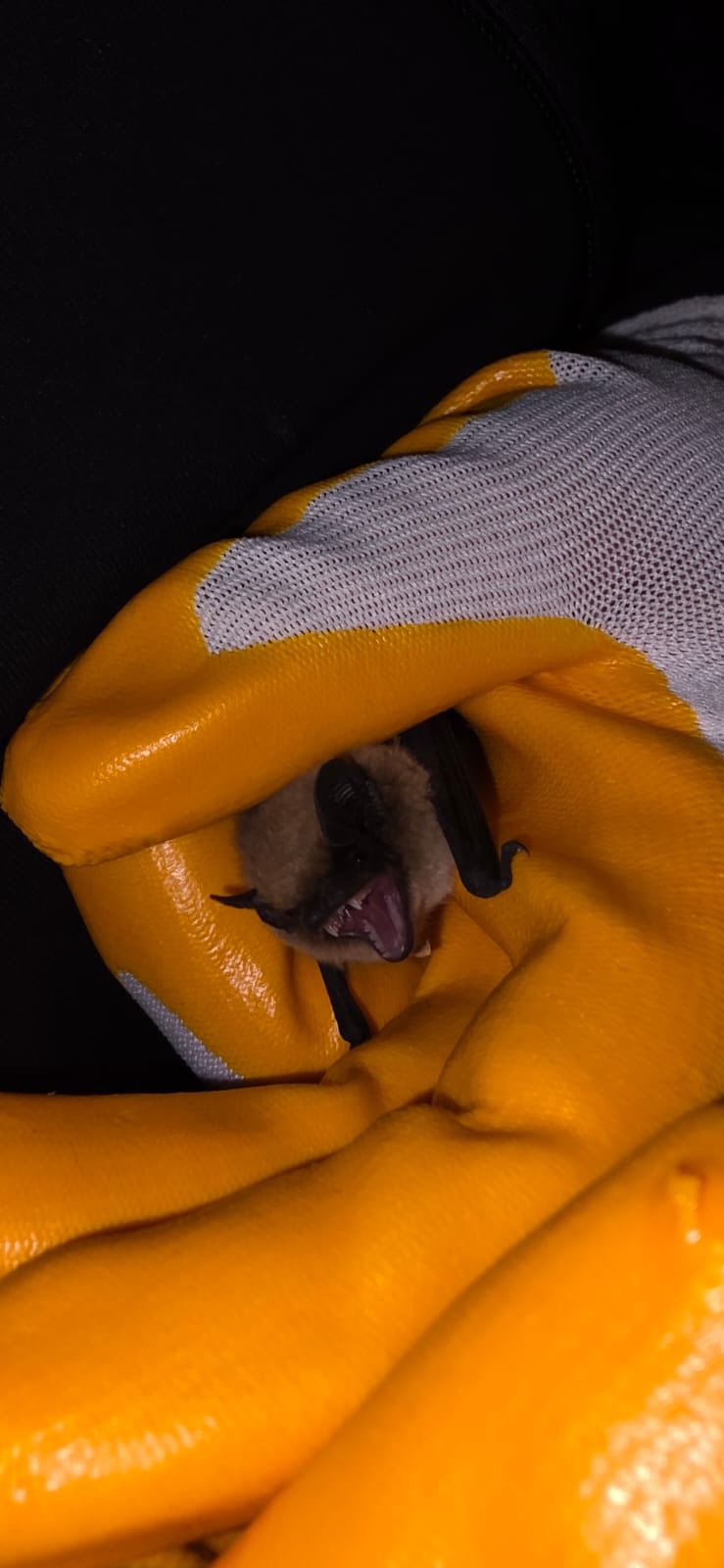 Kırşehir’de Cüce Yarasa Tedavi Edilip Doğaya Bırakıldı1