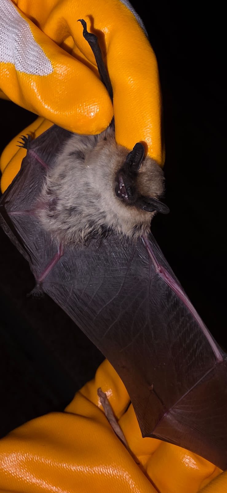 Kırşehir’de Cüce Yarasa Tedavi Edilip Doğaya Bırakıldı2