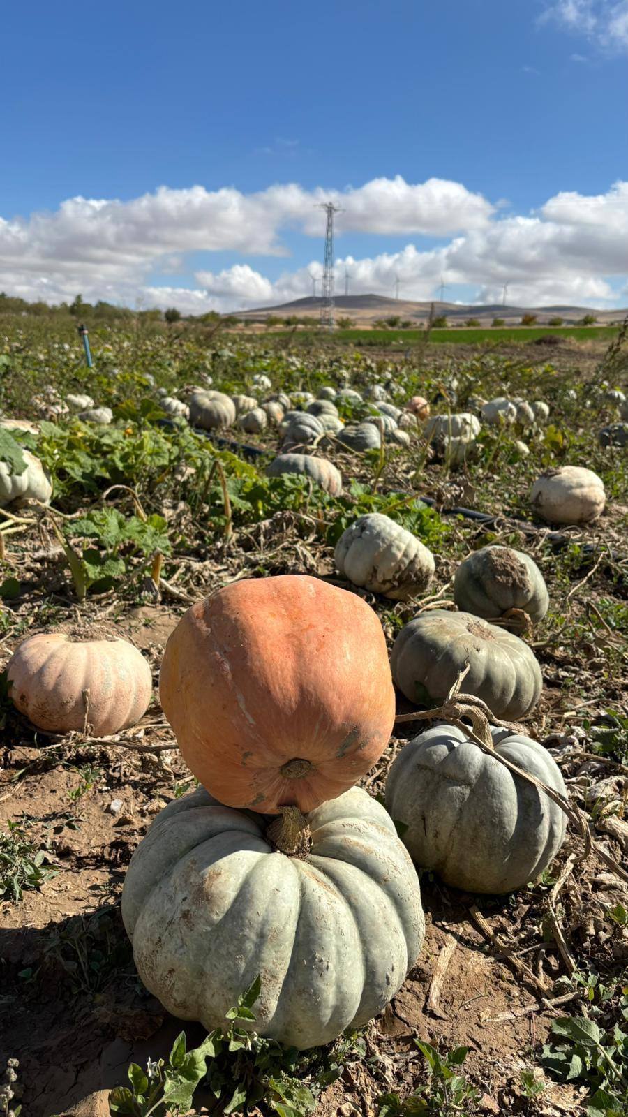 Mucur’da Kabak Hasadı Bereketli Geçti1