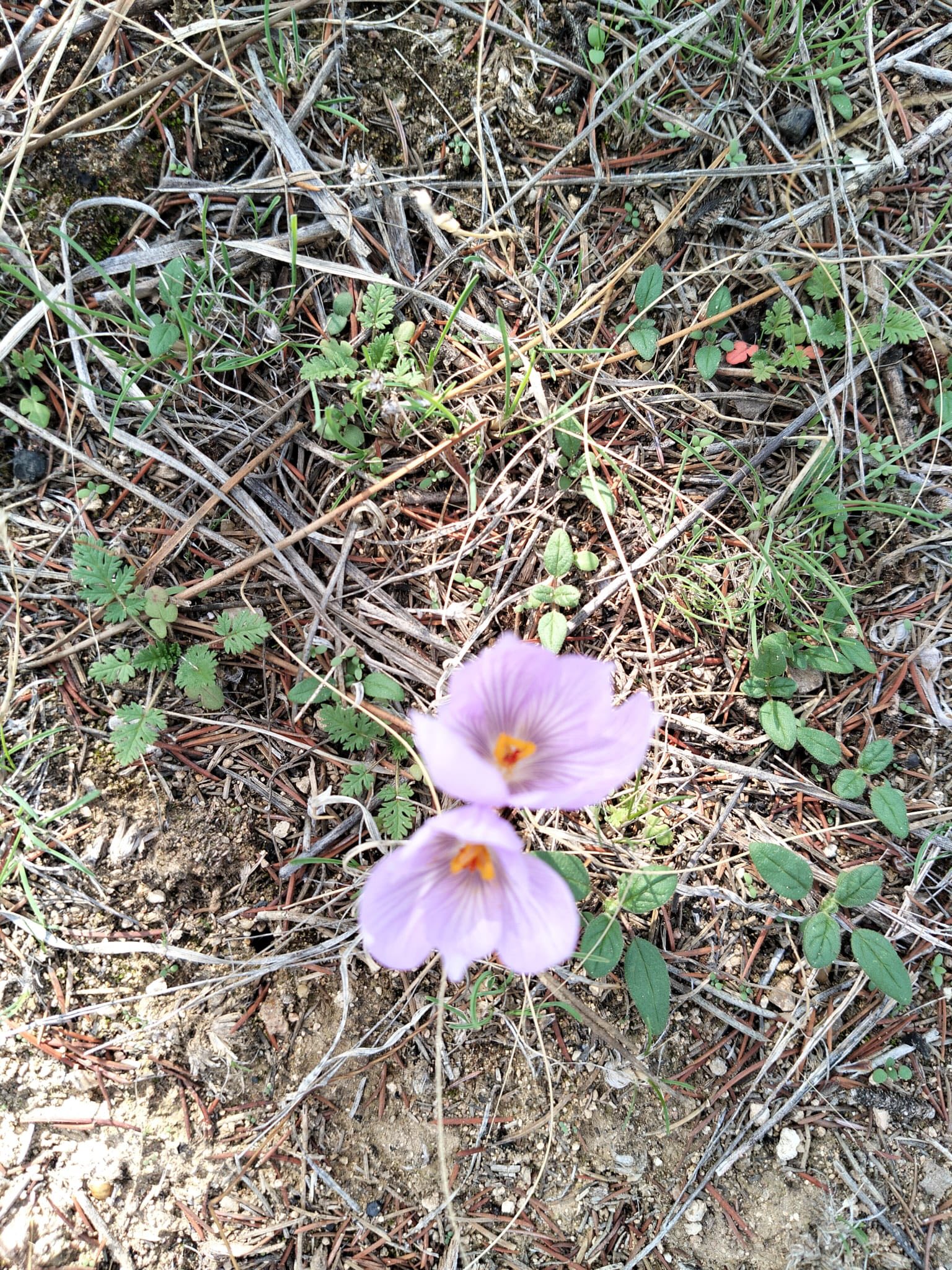 Kırşehir’de Aşıkpaşa Tabiat Parkı’nda Çiğdemler Açtı 1