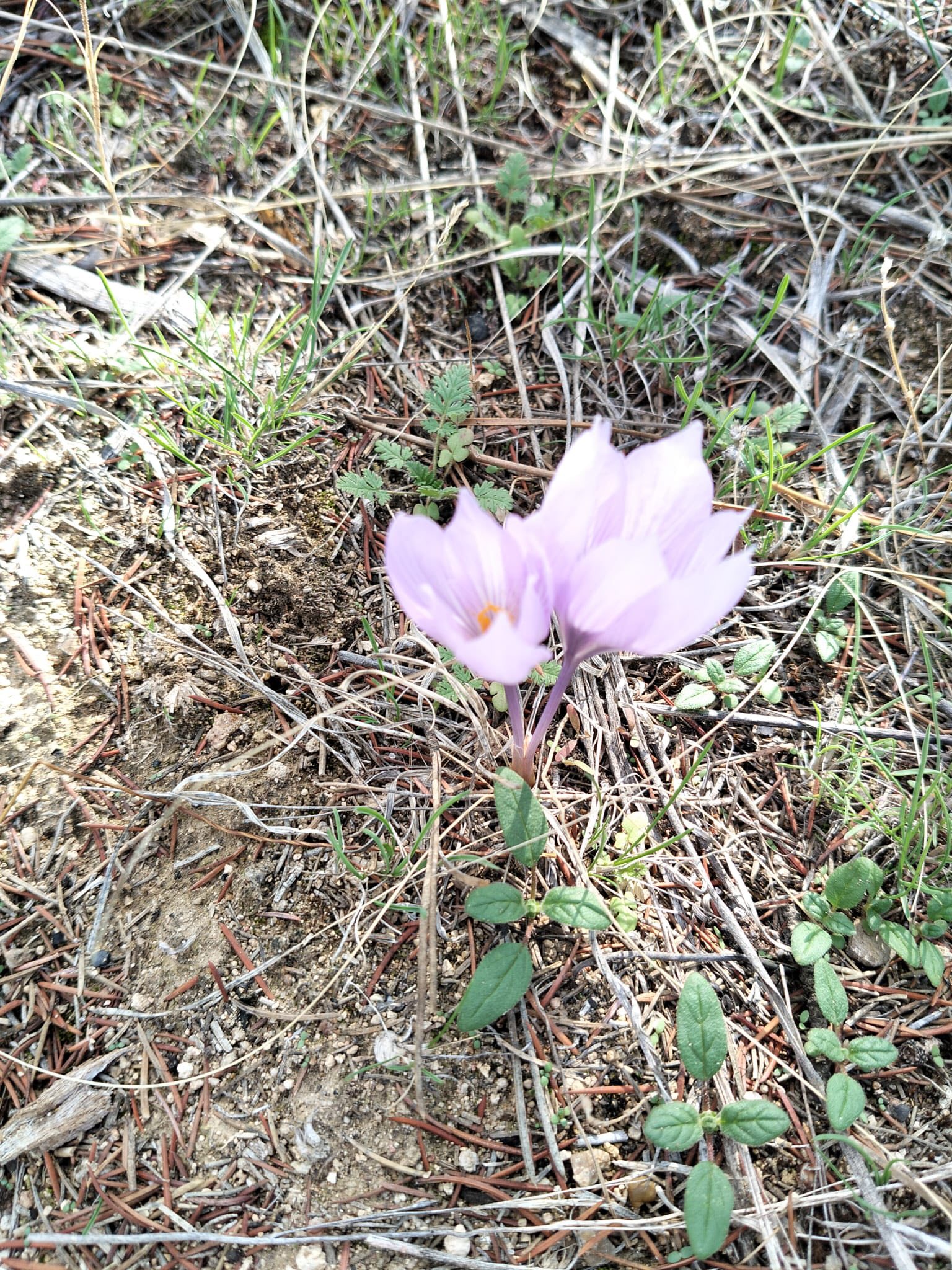 Kırşehir’de Aşıkpaşa Tabiat Parkı’nda Çiğdemler Açtı2
