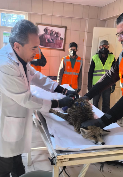 Kırşehir’de Gübre Çukuruna Düşen Tilki Kurtarıldı!1