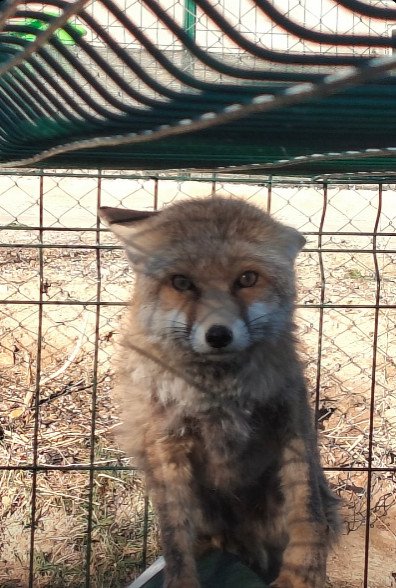 Kırşehir’de Gübre Çukuruna Düşen Tilki Kurtarıldı!2