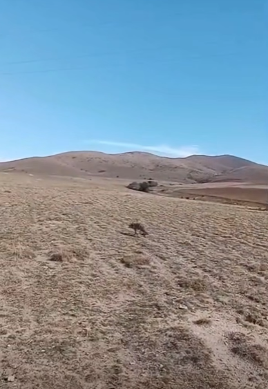 Kırşehir’de Gübre Çukuruna Düşen Tilki Kurtarıldı!3