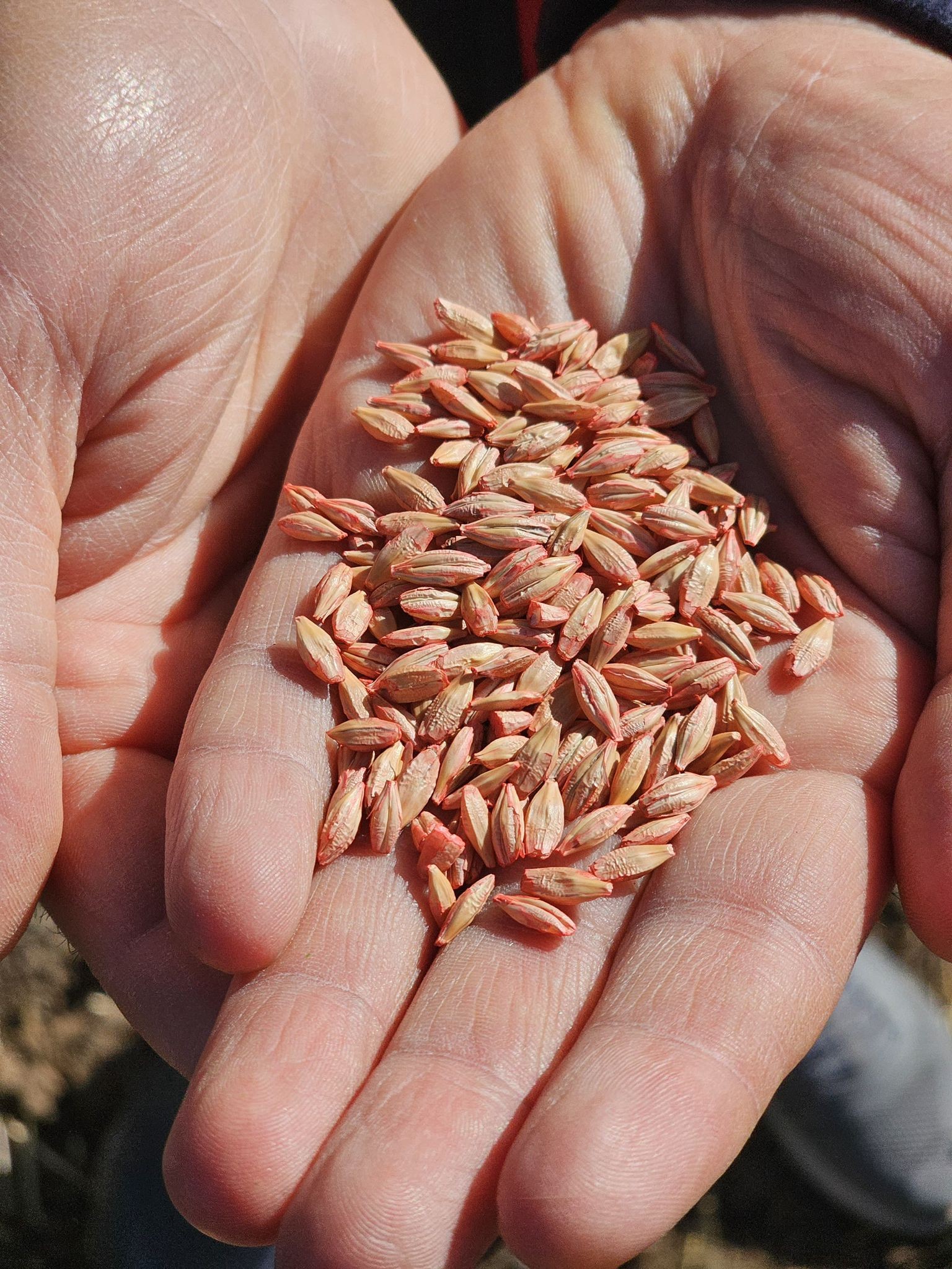 Kırşehir’de Tarımın Kalbi Tarlalarda Atıyor4