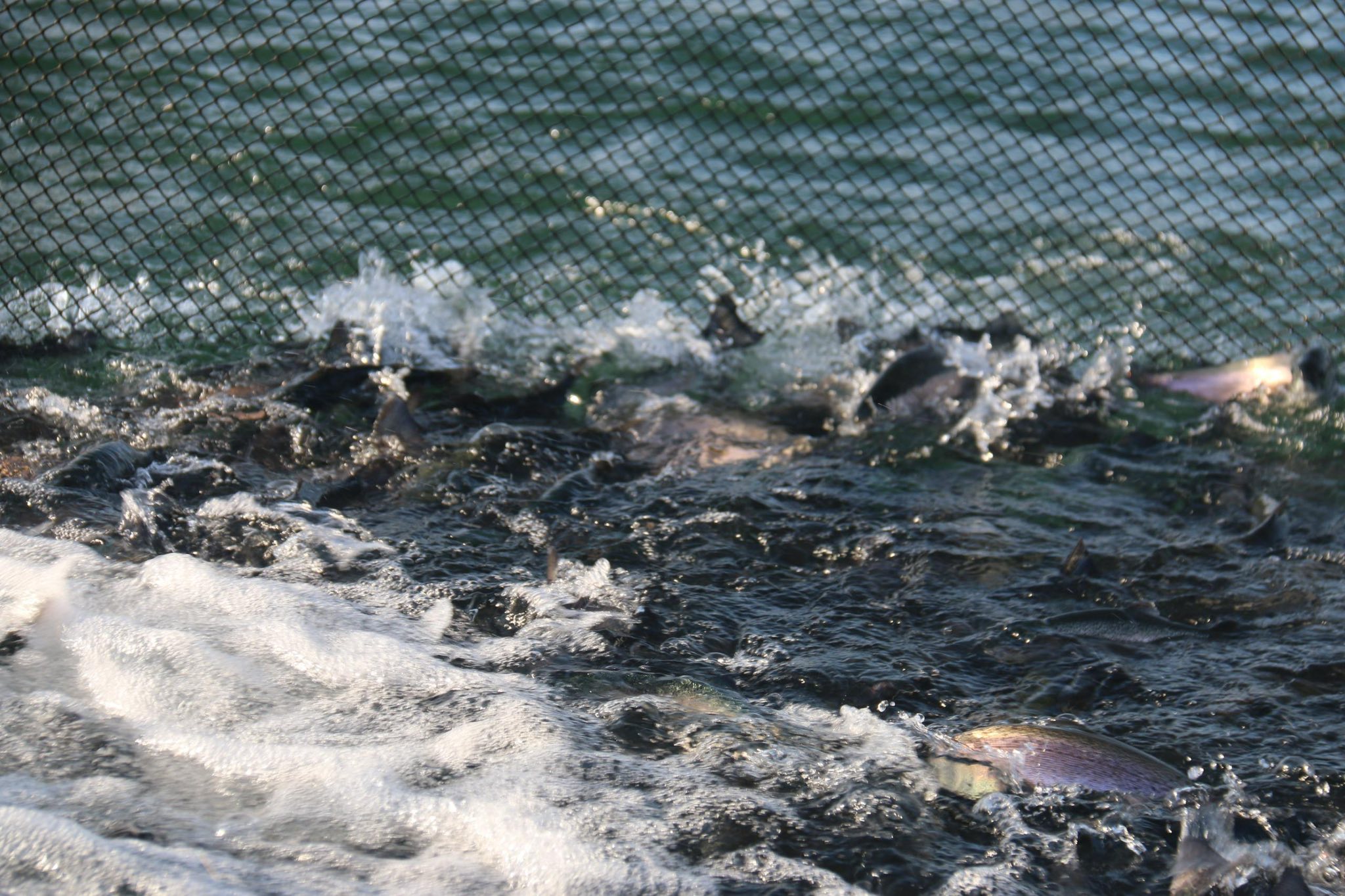 Kırşehir’in Denizi’nden Karadeniz’e Yolculuk!..2