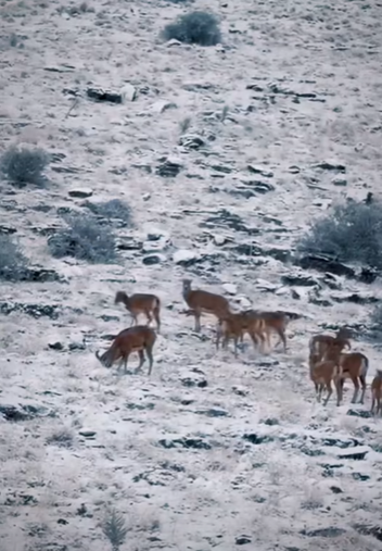 Anadolu’nun Yaban Koyunları Kırşehir’de Yeni Yıla Artan Popülasyonla Girdi