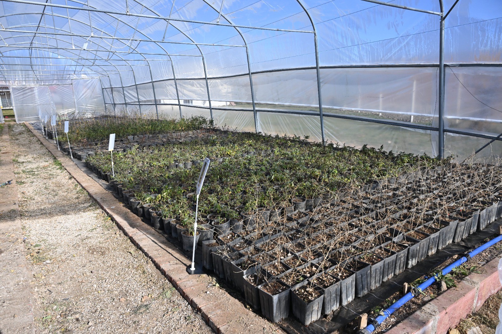 Aromatik Meyveler Kırşehir’de Yetişiyor! Kır Köy'den Örnek Proje2