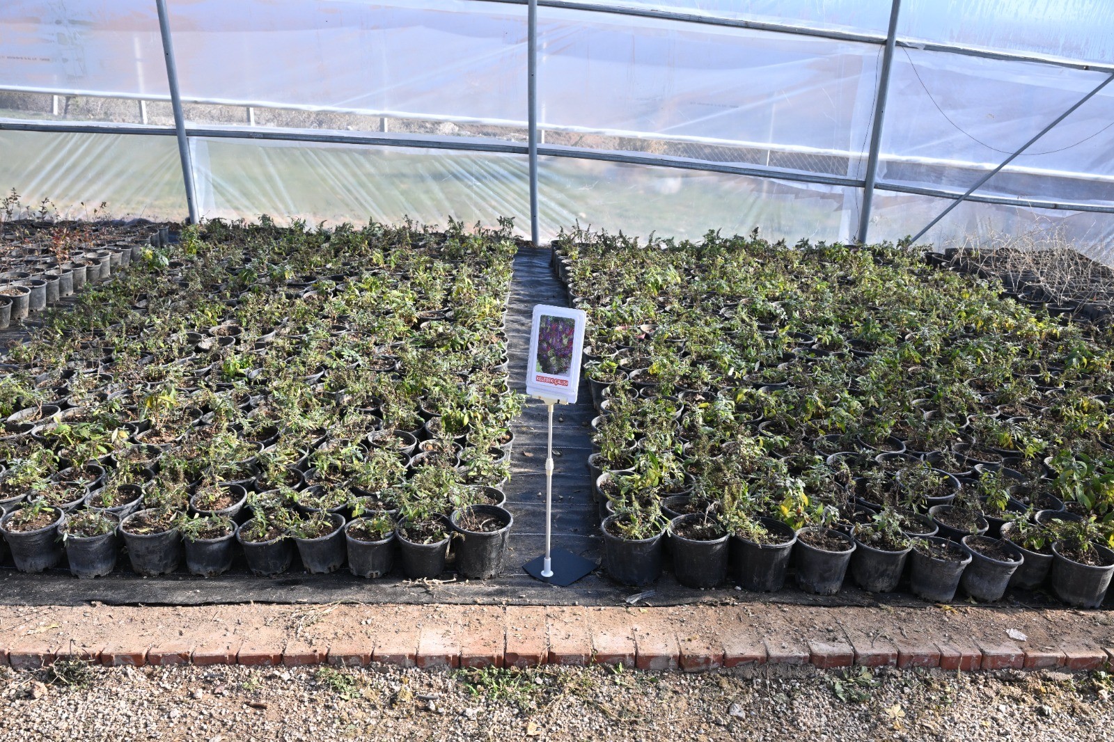 Aromatik Meyveler Kırşehir’de Yetişiyor! Kır Köy'den Örnek Proje3