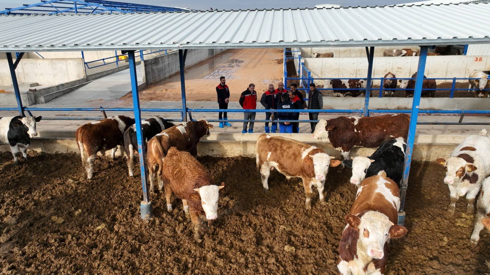 Kırşehir’de Hayvancılık Işletmelerine İl Müdür’ü Taş’tan Ziyaret1
