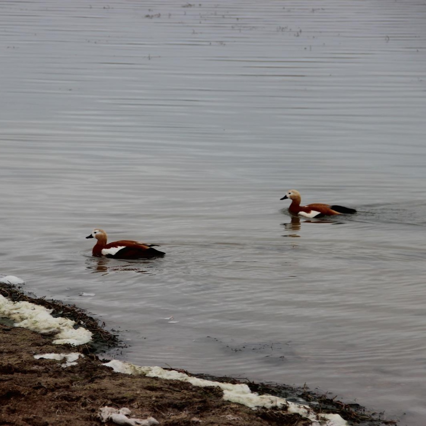 Koruma Altındaki Angıt Kuşları Doğaya Bırakıldı 2