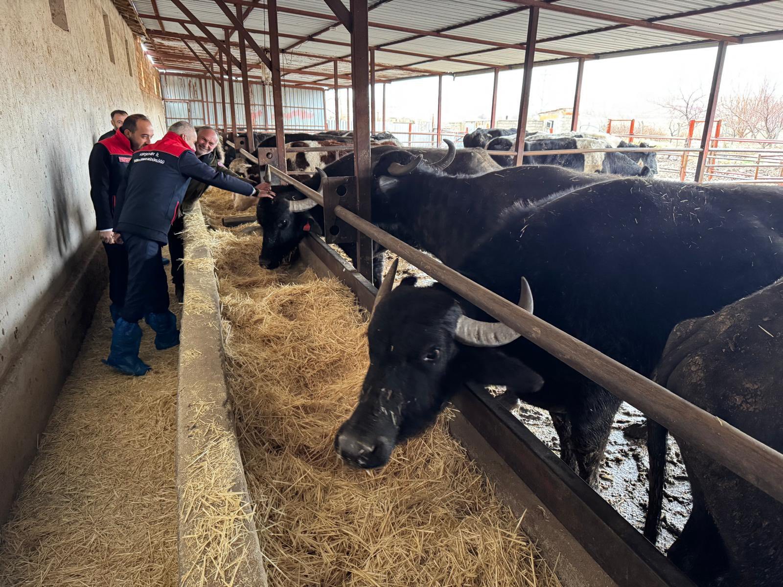 Kırşehir’de Hayvancılık Işletmelerine Moral Ve Destek1