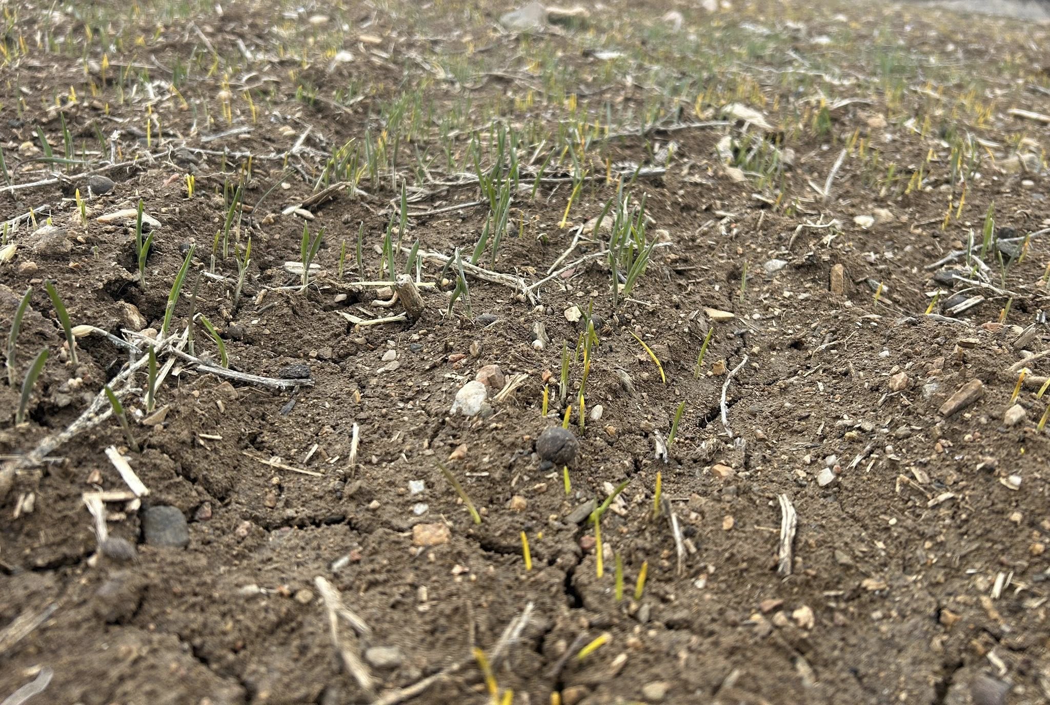 Kırşehir’de Tarım Takip Altındtarımsal Faaliyetler Aralıksız Sürüyor 1