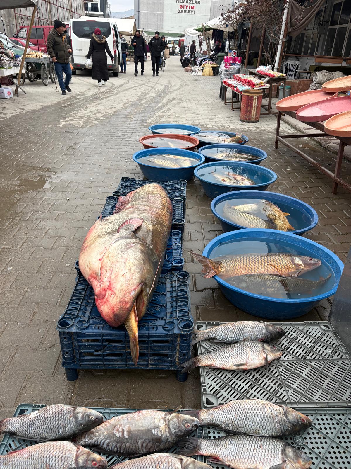 2 Metrelik Yayın Balığı Kırşehirli Vatandaşları Şoka Uğrattı!