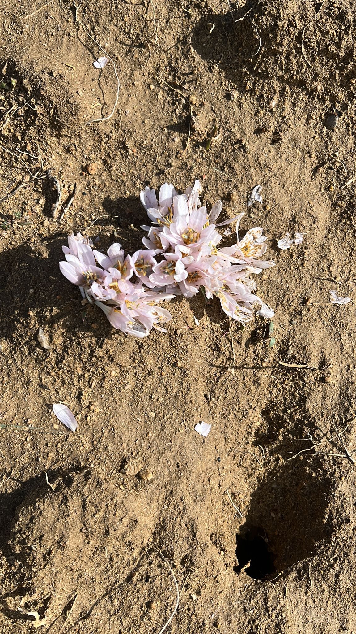 Kırşehir Aşıkpaşa Tabiat Parkı’nda Baharın Ilk Izleri