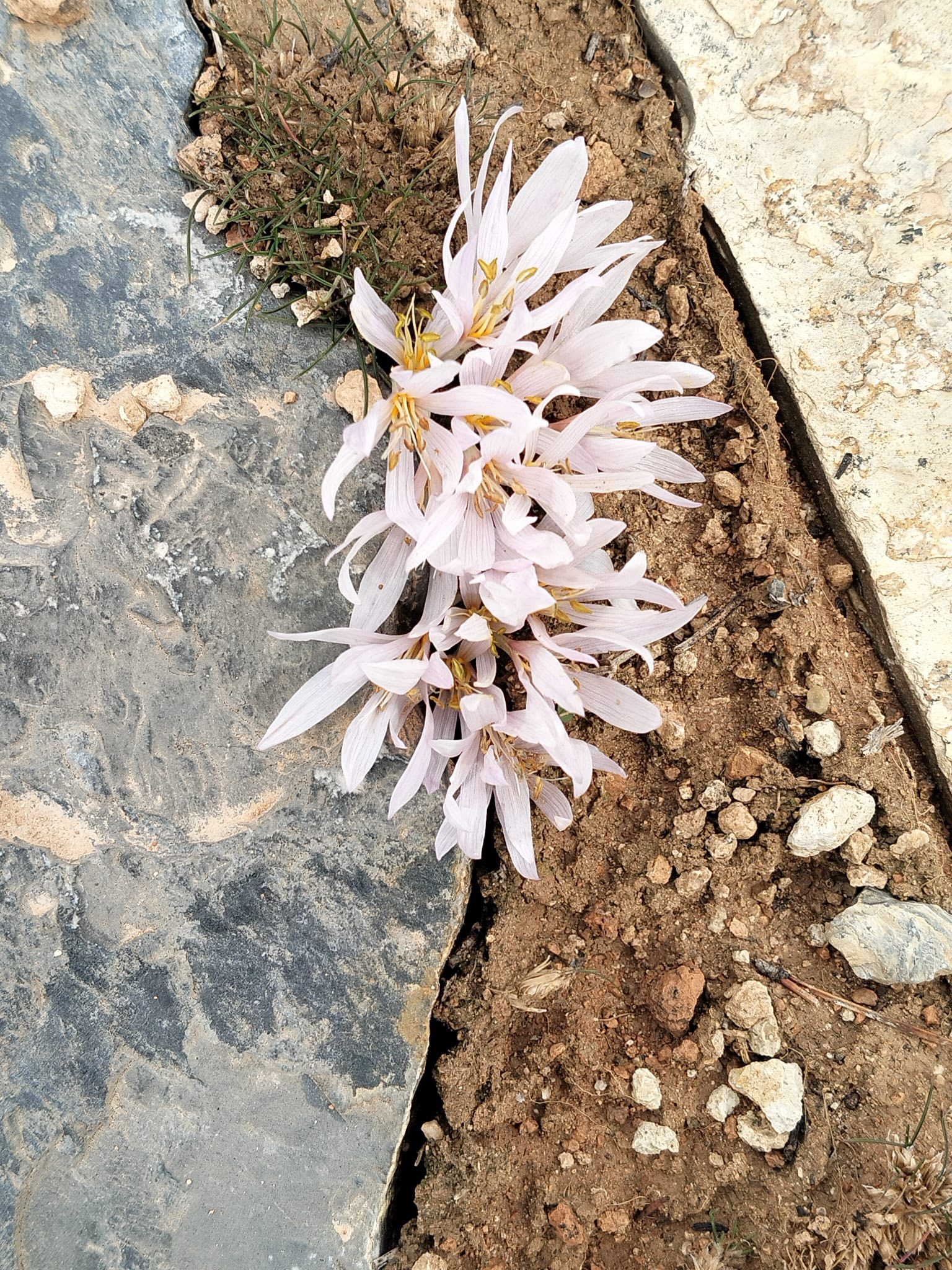 Kırşehir Aşıkpaşa Tabiat Parkı’nda Baharın Ilk Izleri1