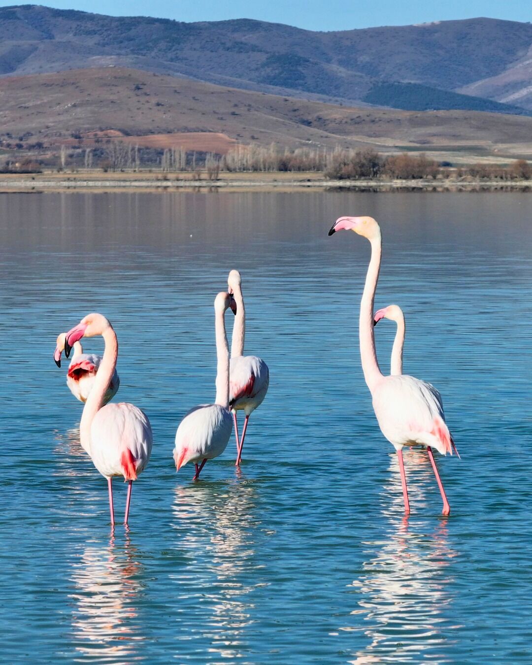 Kırşehir Seyfe Gölü’nde Flamingo Şöleni1