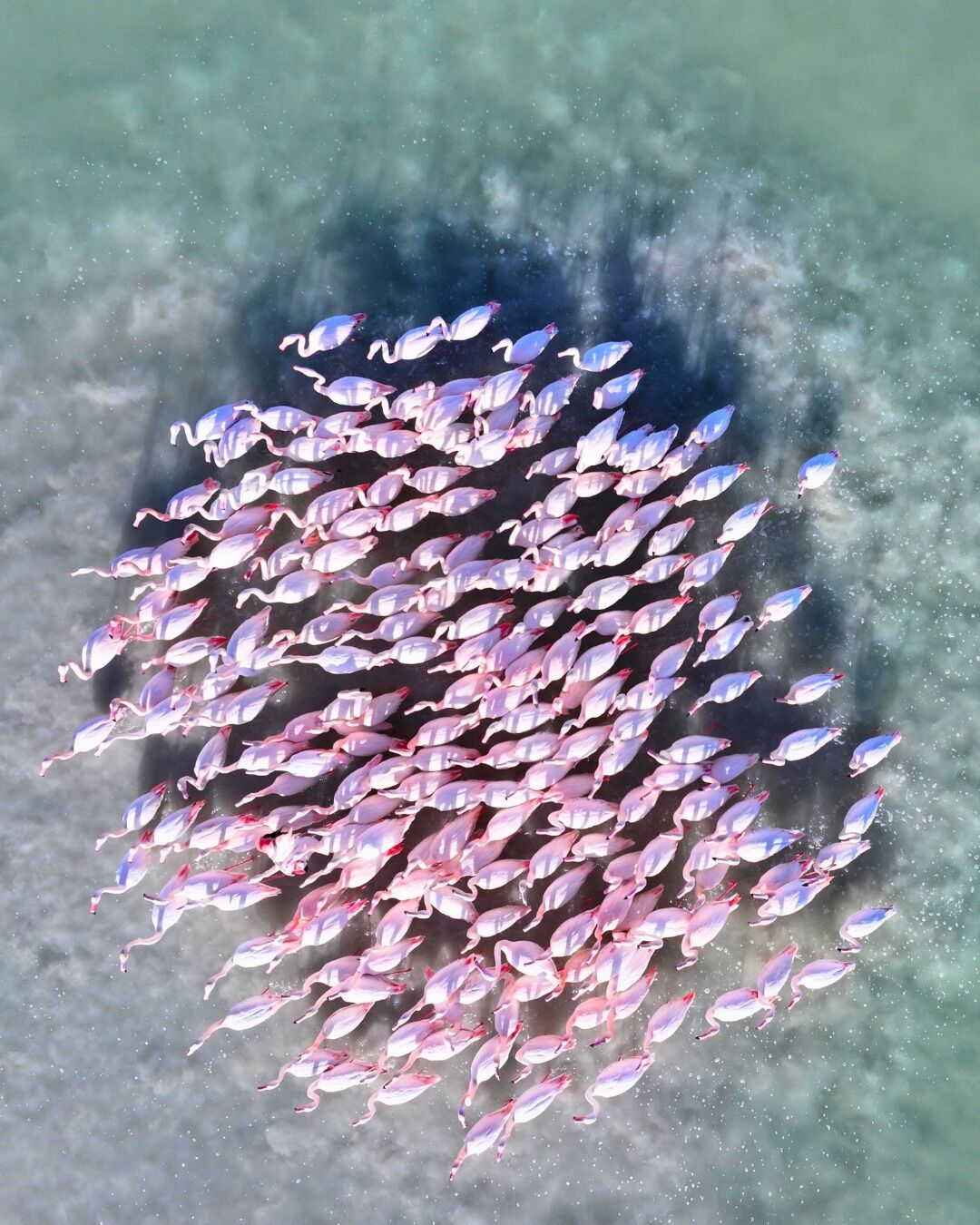 Kırşehir Seyfe Gölü’nde Flamingo Şöleni2