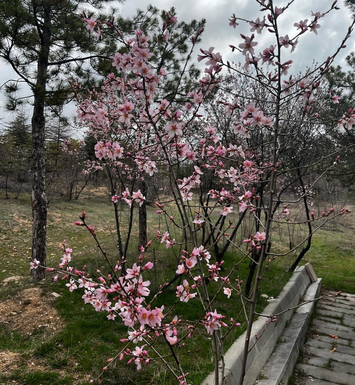 Kırşehir’de Baharın Kalbi Aşıkpaşa’da Atıyor!1-1