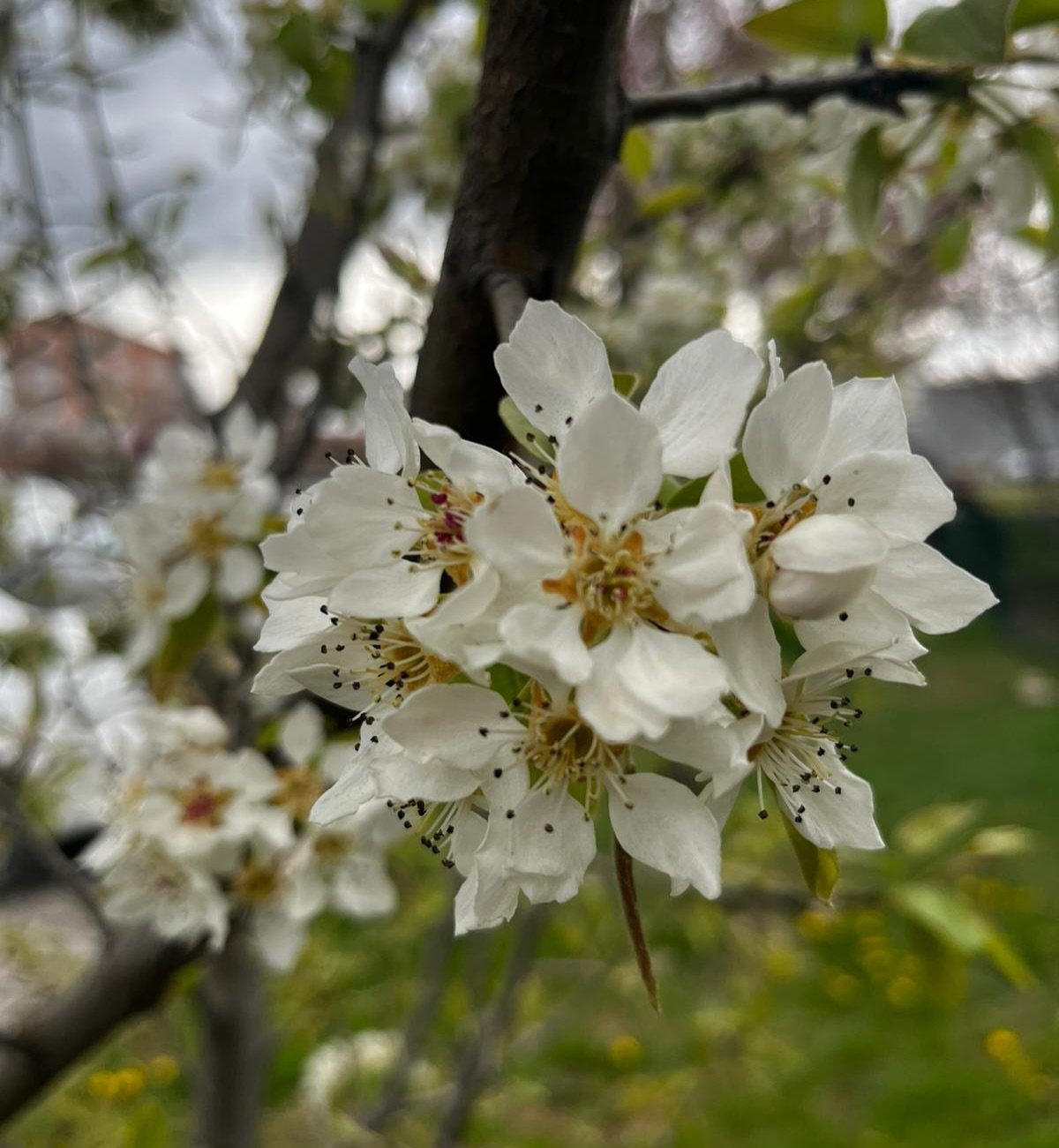 Kırşehir’de Baharın Kalbi Aşıkpaşa’da Atıyor!2