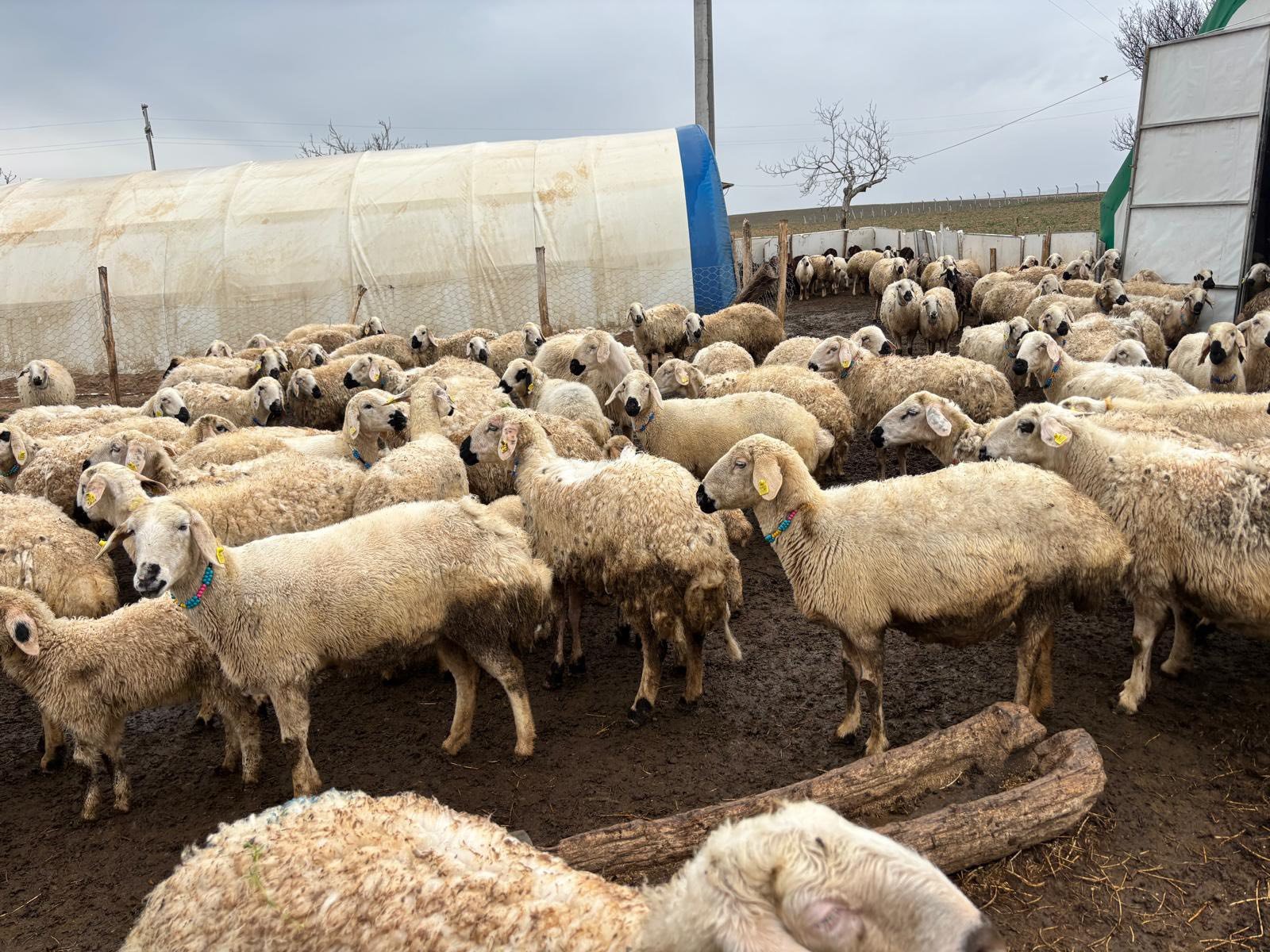 Kırşehir’de Çiftçi Ile Iş Birliği Sürüyor3