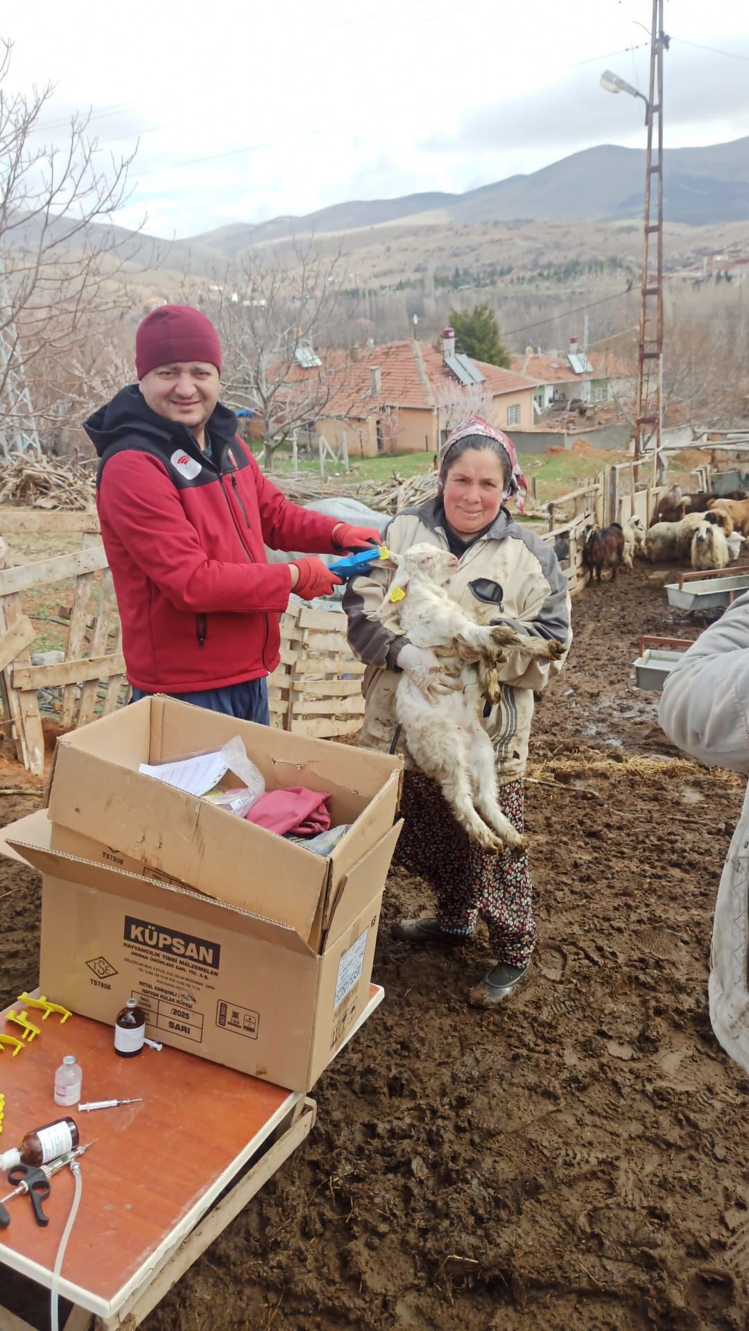 Kırşehir’de Çiftçiye Destekküpeleme Ve Aşılama Sürüyor1