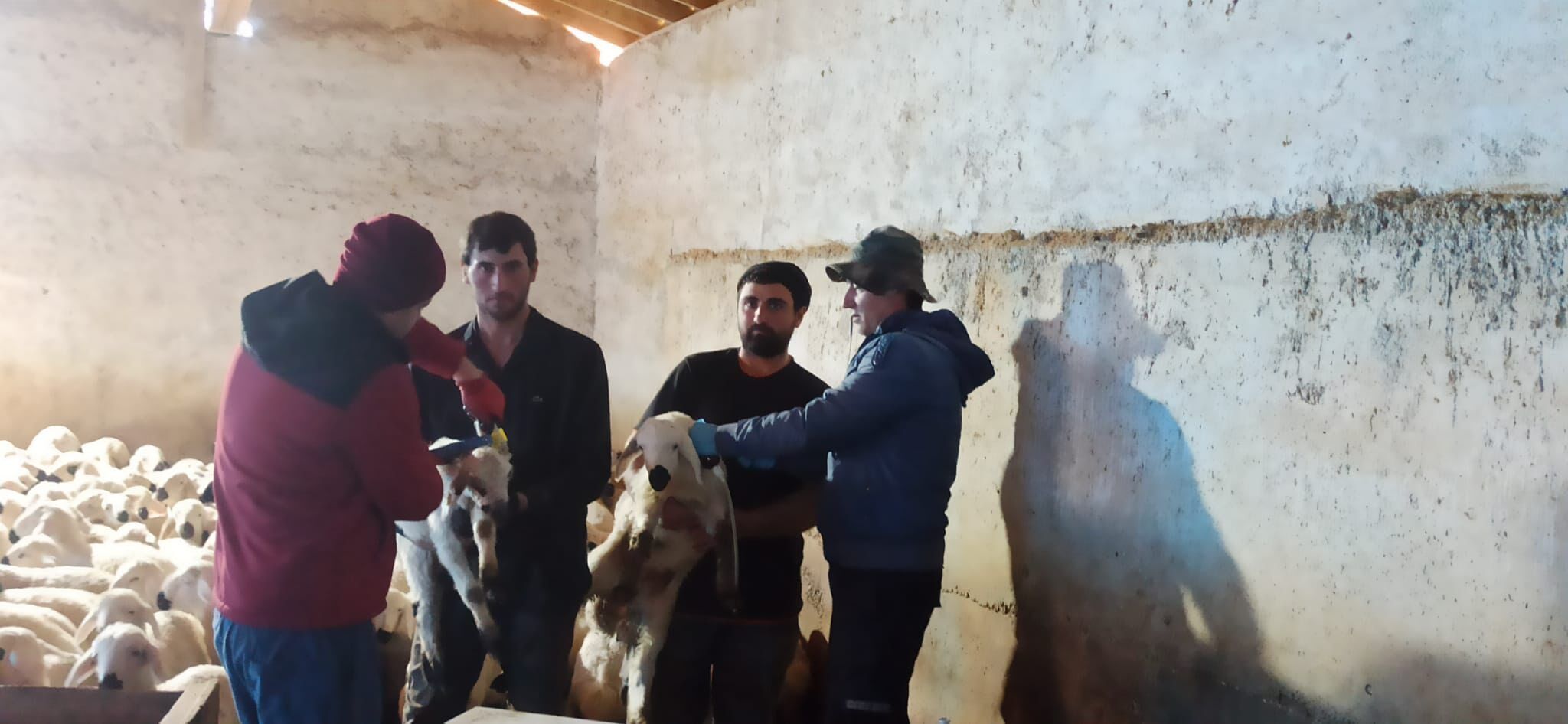 Kırşehir’de Çiftçiye Desteküpeleme Ve Aşılama Sürüyor2