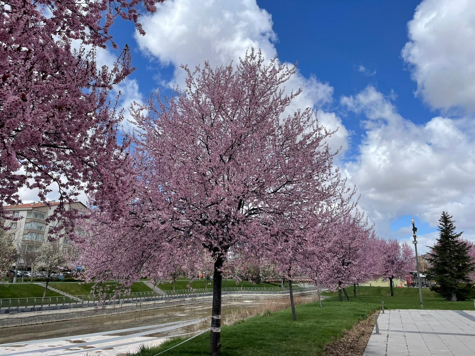 Kırşehir’de Doğa Uyandı, Kentpark Renk Cümbüşüne Döndü