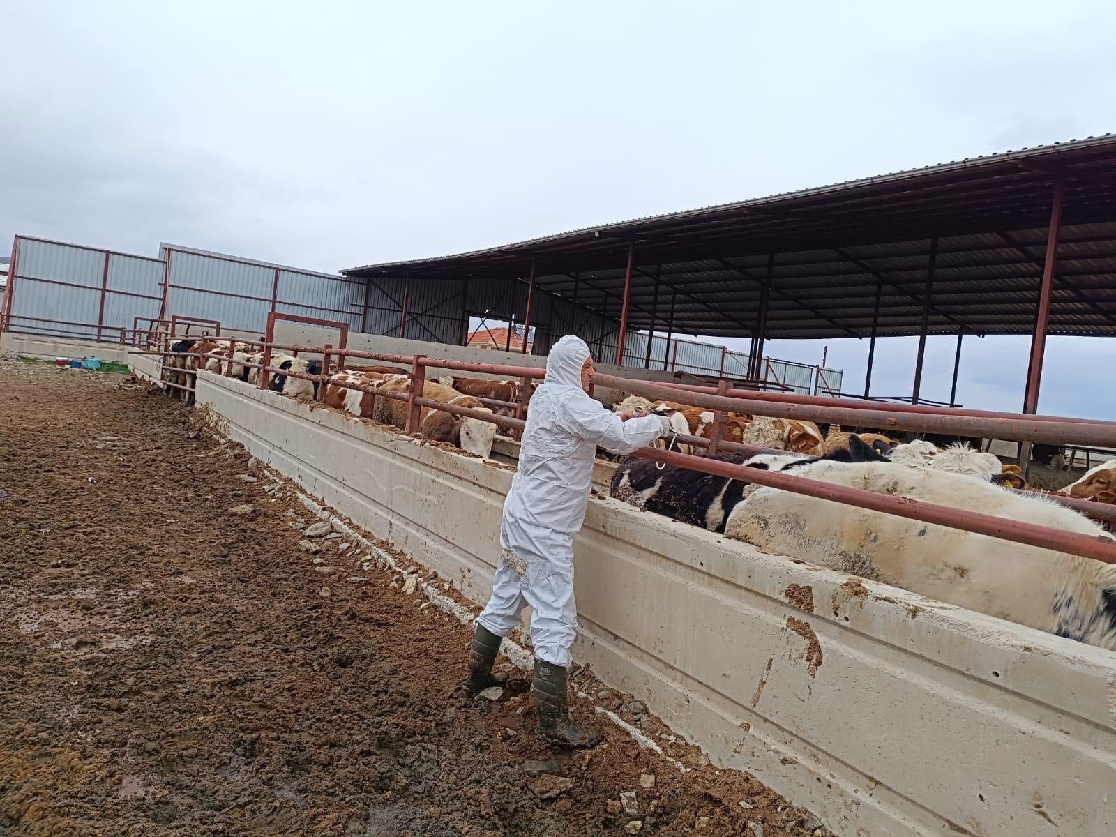 Kırşehir’de Şap Ve Brusella Aşılaması Aralıksız Devam Ediyor